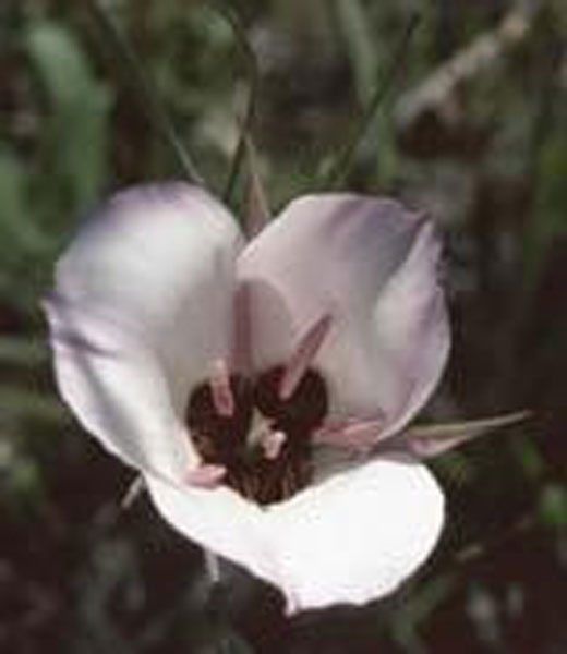 Flower Esence Services Splendid Mariposa Lily 30 ml Flower Essence Services Splendid Mariposa Lily 30 ml