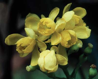 258 Oregon Grape, 30ml (Mahonie)