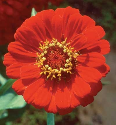 364 Zinnia, 30ml (Zinnie)