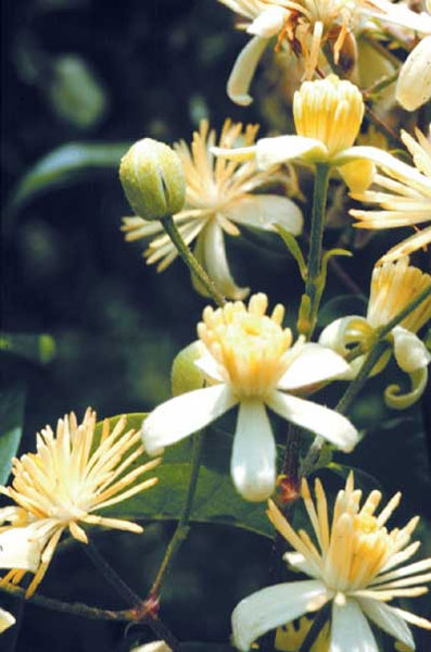 Healing Herbs Clematis 10 ml Healing Herbs Clematis 10 ml