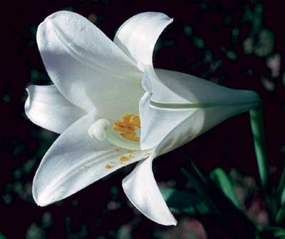 163 White Trumpet Lily (Easter Lily,alt) 30ml (Madonnen-Lilie)