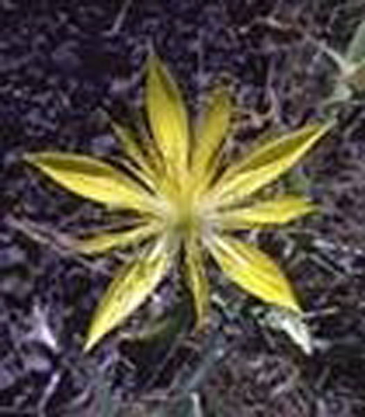 Flower Essence Services Blazing Star 30 ml Flower Essence Services Blazing Star 30 ml