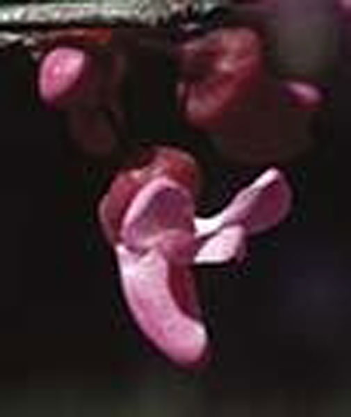 Flower Essence Services Redbud 30 ml Flower Essence Services Redbud 30 ml