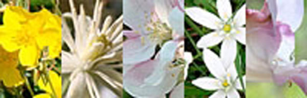 Healing Herbs Five Flower Remedy 10 ml
