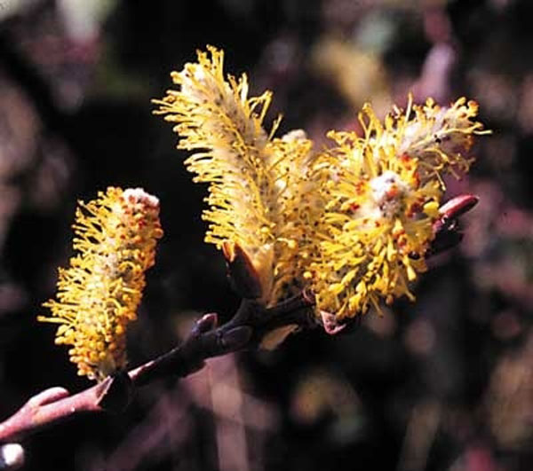 Healing Herbs Willow 30 ml Healing Herbs Willow 30 ml