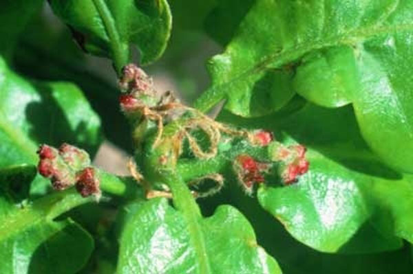 Healing herbs Oak 30 ml Healing Herbs Oak 30 ml