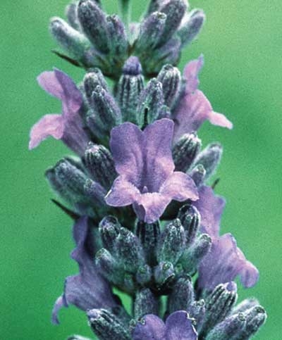 219 Lavender, 30ml (Lavendel)
