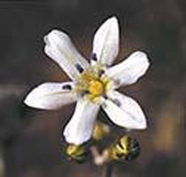 Flower Essence Services Glassy Hyacinth 30 ml