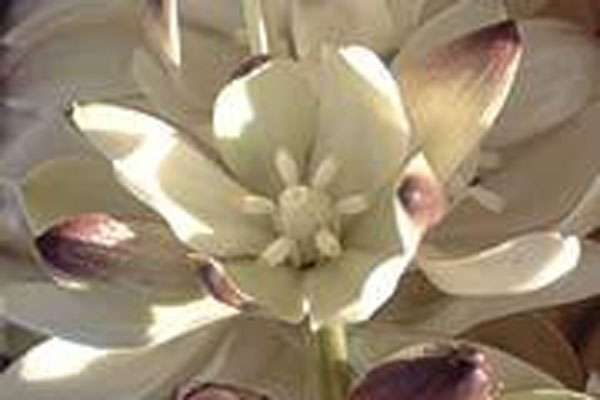 Flower Essence Services Joshua Tree 30 ml Flower Essence Services Joshua Tree 30 ml