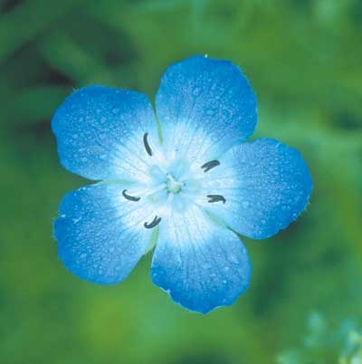 528 Baby Blue Eyes, 30ml (Hainblume)