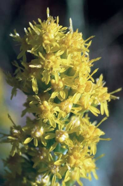 188 Goldenrod, 30ml (Goldrute) - Aktion