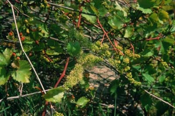Healing Herbs Vine 30 ml Healing Herbs Vine 30 ml