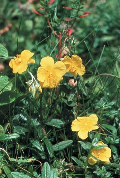 Healing Herbs Rock Rose 30 ml Healing Herbs Rock Rose 30 ml