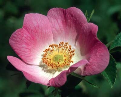 California Wild Rose, 30ml (Kalifornische Heckenrose)