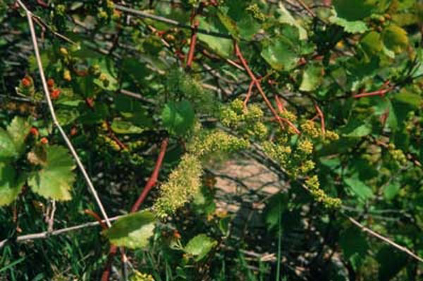 Healing Herbs Vine 10 ml Healing Herbs Vine 10 ml