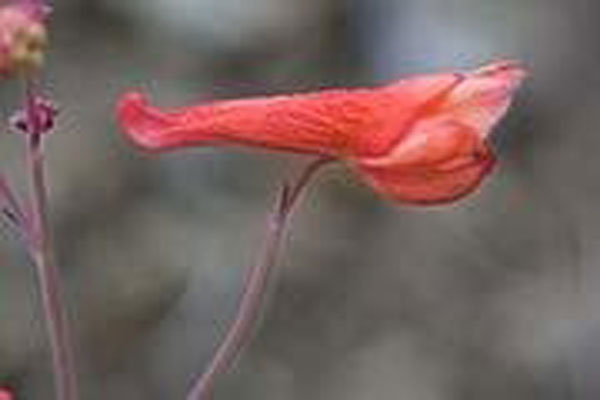 Flower Essence Services Red Larkspur 30 ml
