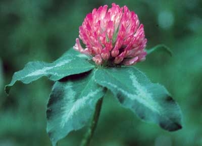 Red Clover, 30ml (Roter Klee)