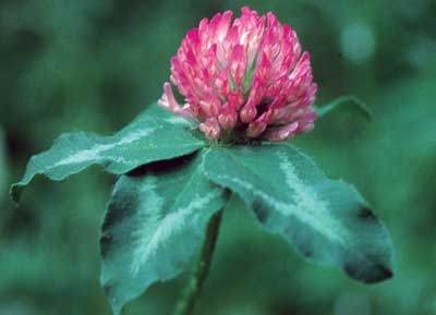 288 Red Clover, 30ml (Roter Klee)