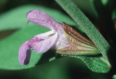 296 Sage, 30ml (Salbei)