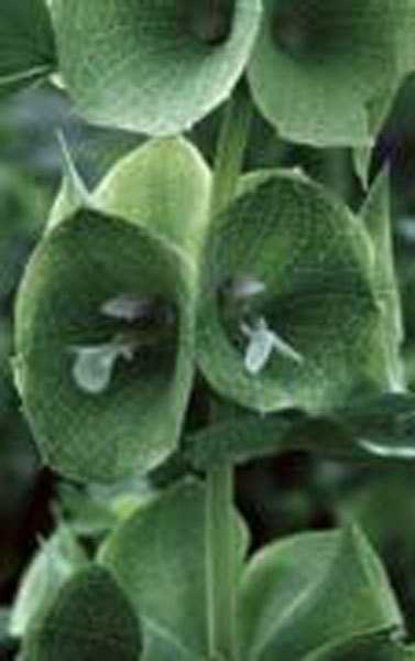 Flower Essence Services Green Bells of Ireland 30 ml