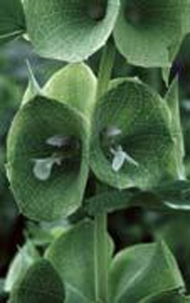 Flower Essence Services Green Bells of Ireland 30 ml Flower Essence Services Green Bells of Ireland 30 ml