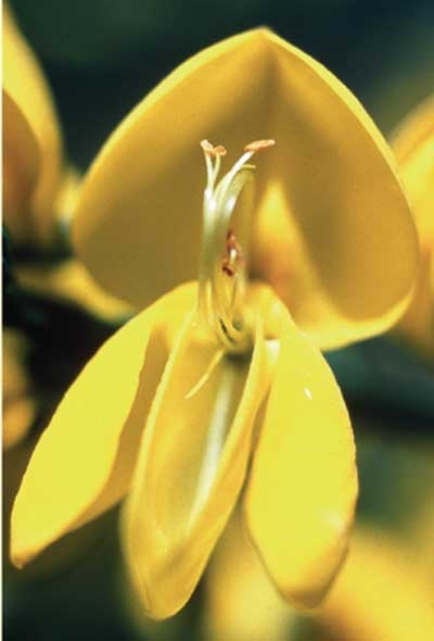 306 Scotch Broom, 30ml - Aktion (Besenginster)