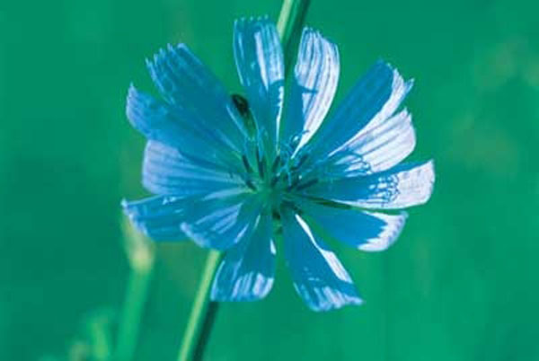 Healing Herbs Chicory 30 ml Healing Herbs Chicory 30 ml