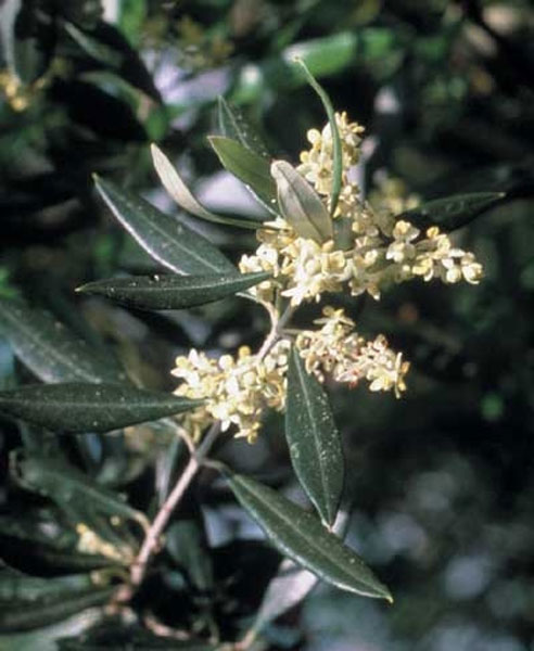 Healing Herbs Olive 30 ml Healing Herbs Olive 30 ml