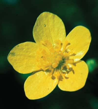 115 Buttercup, 30ml (Westlicher Hahnenfuss)