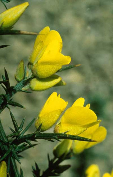 Healing Herbs Gorse 30ml Healing Herbs Gorse 30ml