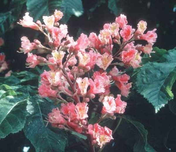 Healing Herbs Red Chestnut 30 ml Healing Herbs Red Chestnut 30 ml