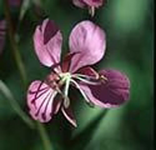 Flower Essence Services Fireweed 30 ml Flower Essence Services Fireweed 30 ml