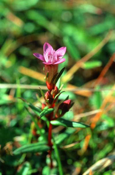Healing Herbs Gentian 30 ml Healing Herbs Gentian 30 ml