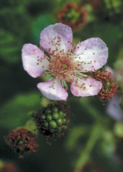 105 Blackberry, 30ml (Bären-Brombeere)