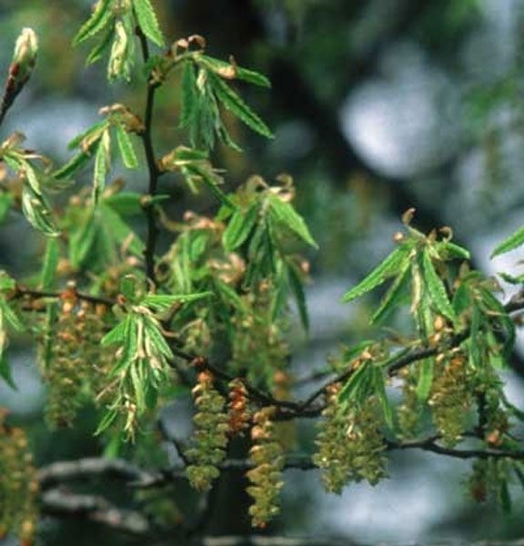 Healing Herbs Hornbeam 30 ml Healing Herbs Hornbeam 30 ml