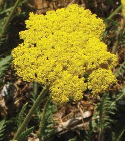 189 Golden Yarrow, 30ml (Spierstauden-Schafgarbe)
