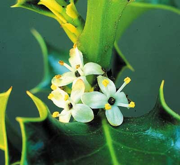 Healing Herbs Holly 10 ml Healing Herbs Holly 10 ml