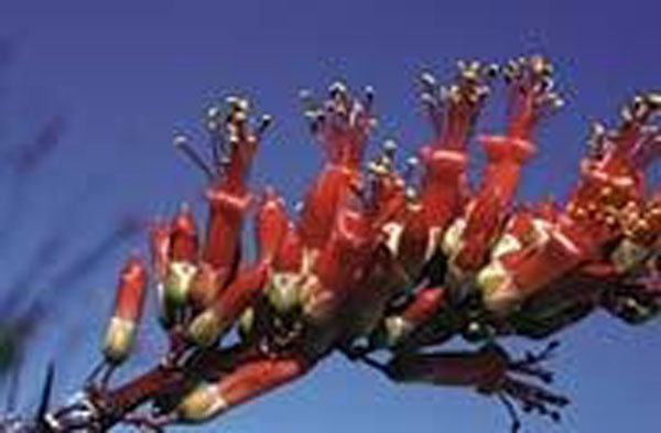 Flower Essence Services Ocotillo 30 ml Flower Essence Services Ocotillo 30 ml