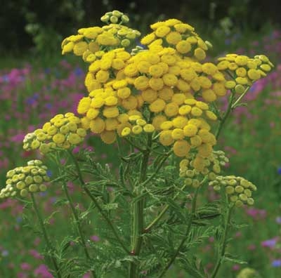 332 Tansy, 30ml (Rainfarn)
