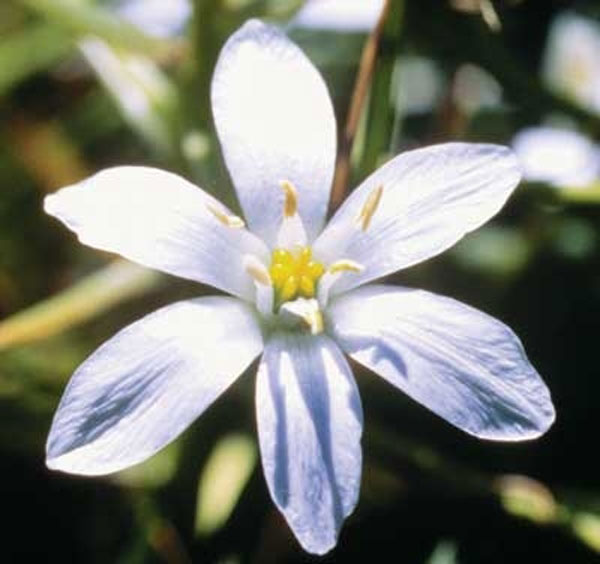 Healing Herbs Star of Bethlehem 30 ml Healing Herbs Star of Bethlehem 30 ml