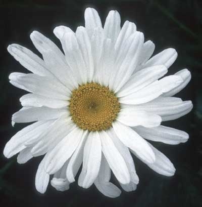 310 Shasta Daisy, 30ml (Margerite)