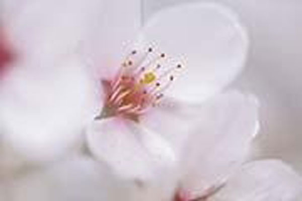 Flower Essence Services Cherry 30 ml