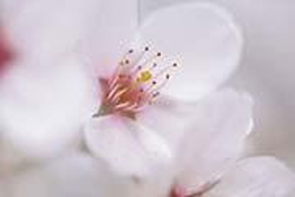 Flower Essence Services Cherry 30 ml Flower Essence Services Cherry 30 ml