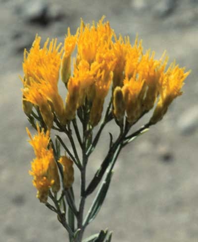 284 Rabbitbrush, 30ml (Hasenbürste)