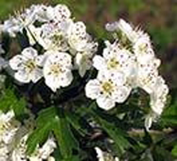 Flower Essence Services Hawthorn 30 ml