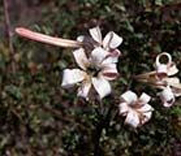 Flower Essence Services Shasta Lily 30 ml Flower Essence Services Shasta Lily 30 ml