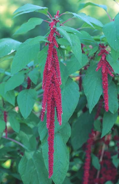 223 Love-Lies-Bleeding, 30ml (Amarant) - Aktion
