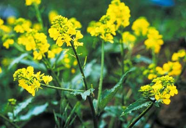 Healing Herbs Mustard 10 ml