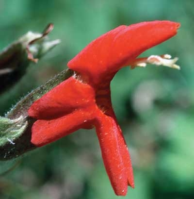 302 Scarlet Monkeyflower, 30ml (Rote Gauklerblume)
