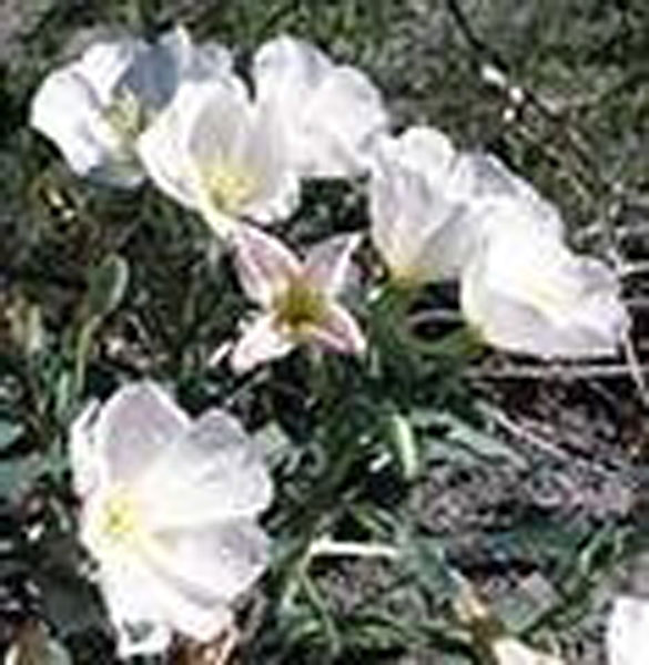 Flower Essence Services Dune Primrose 30 ml Flower Essence Services Dune Primrose 30 ml